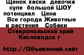 Щенок хаски, девочка супе, большой ШОУ потенциал › Цена ­ 50 000 - Все города Животные и растения » Собаки   . Ставропольский край,Кисловодск г.